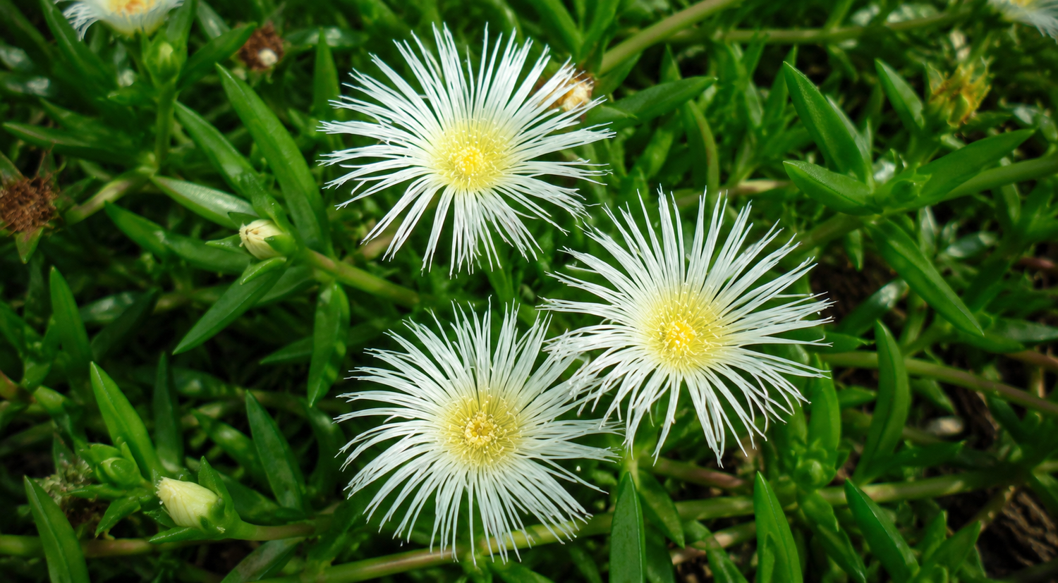 Close-up of Sceletium tortuosum, the South African Kanna plant
