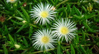 What Is Kanna? Benefits, Effects, and How to Experience It