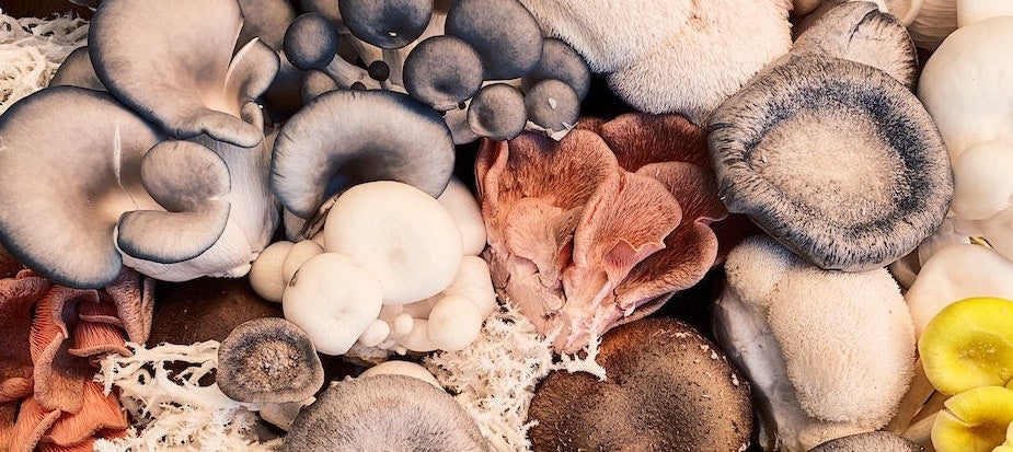 A photo of an array of mushrooms of all shapes and sizes. Some are gray, some reddish, and some bright yellow. 